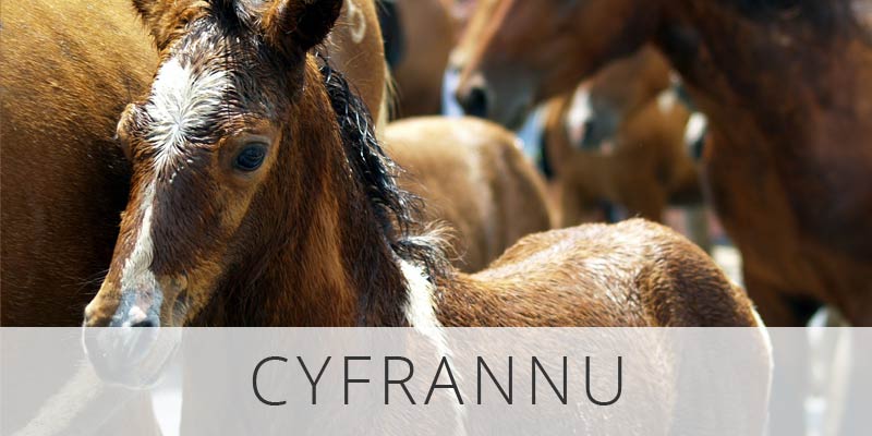 Button-Cyfrannu